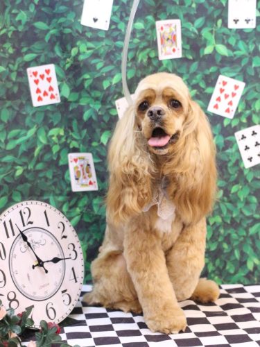 20250422グルートくん